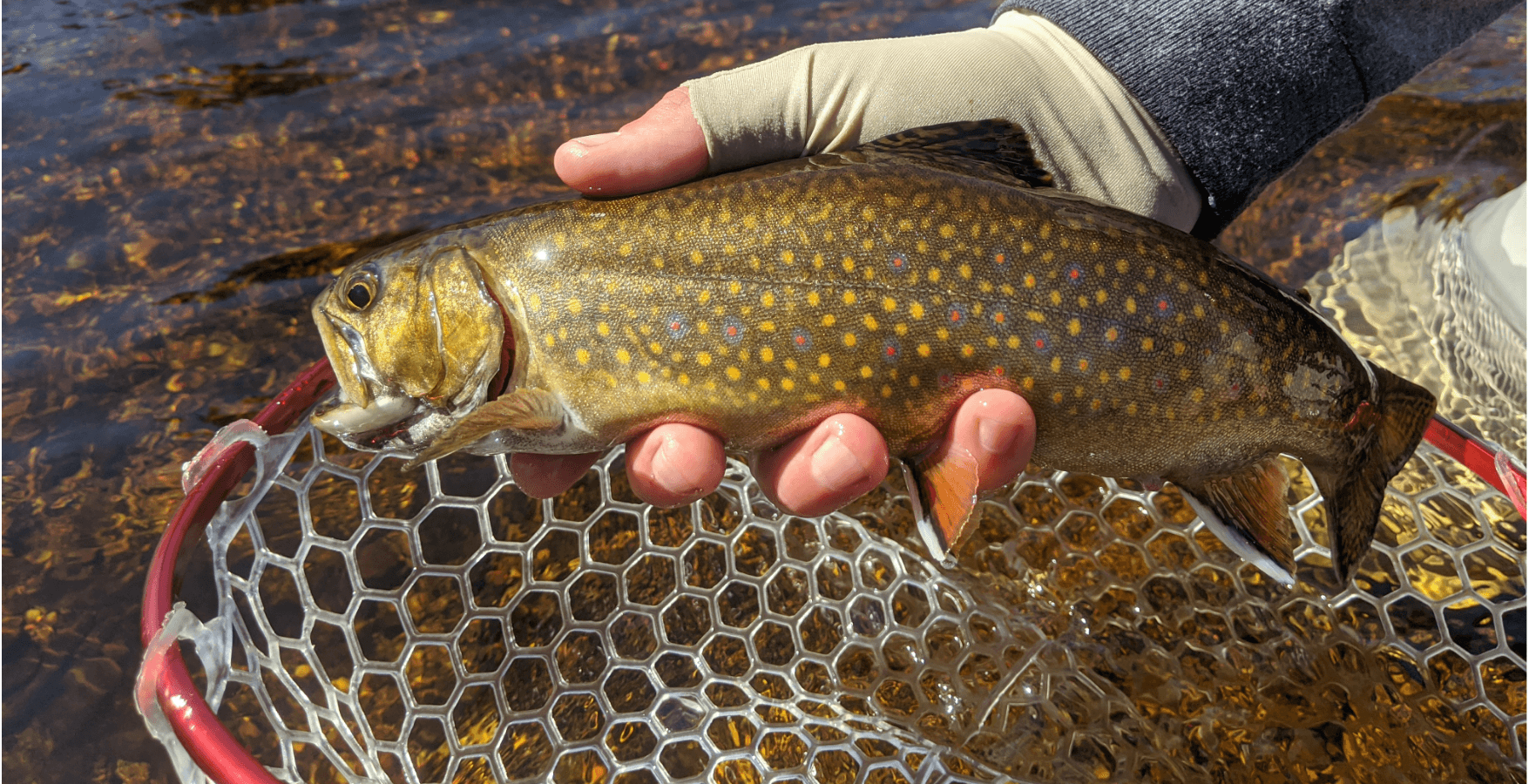 Guided Sea-Run Brook Trout | Bar Harbor, Maine | Maine Stream Guide Service