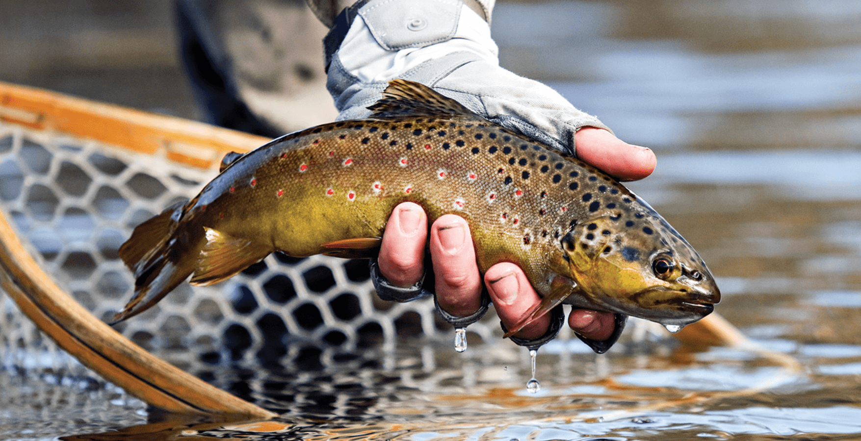 Half-Day Walk & Wade Fiy Fishing | Deerfield River | Berkshire River Drifters