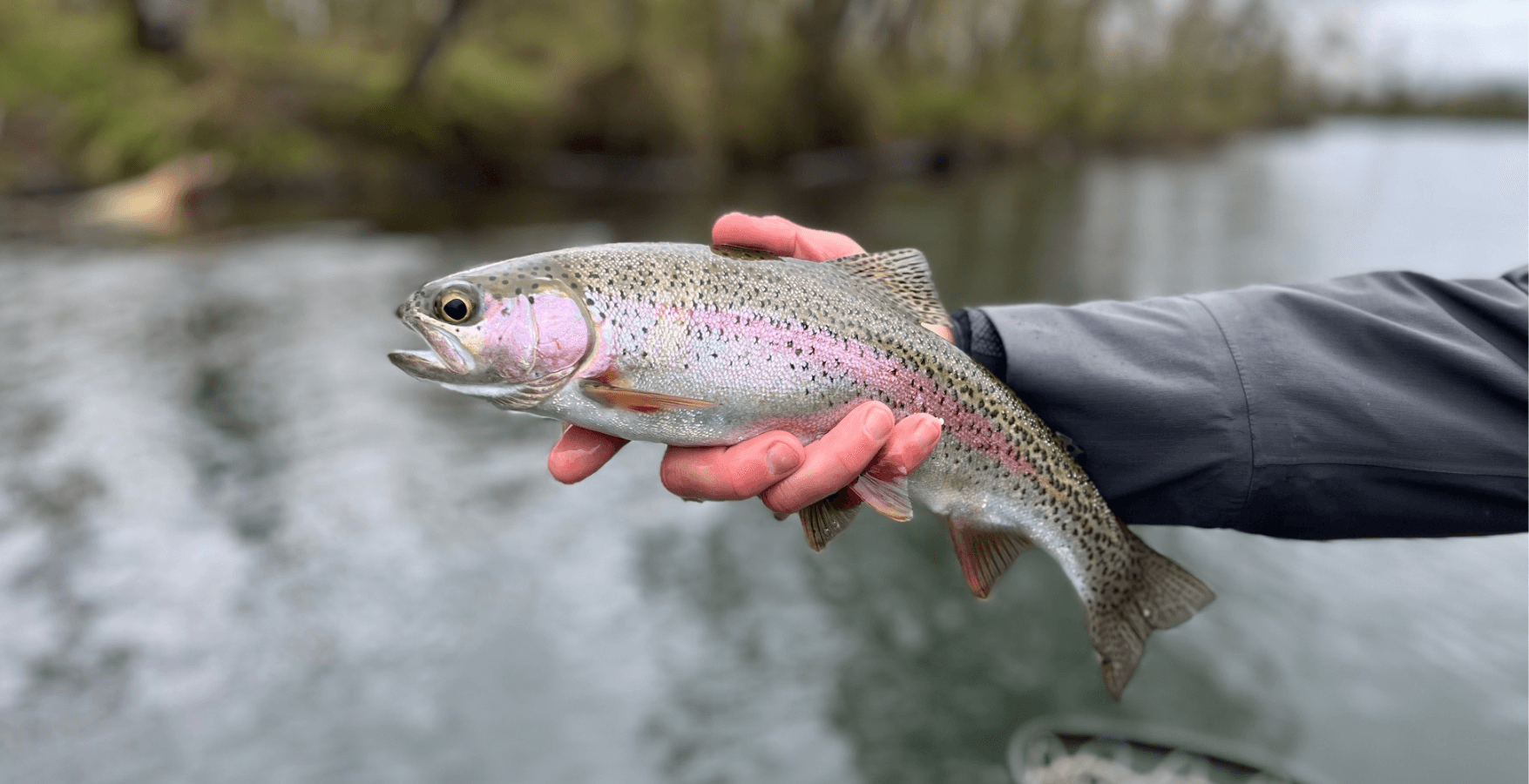 Full-Day Guided Fly Fishing Trip | Willamette River | March Brown Guide Service