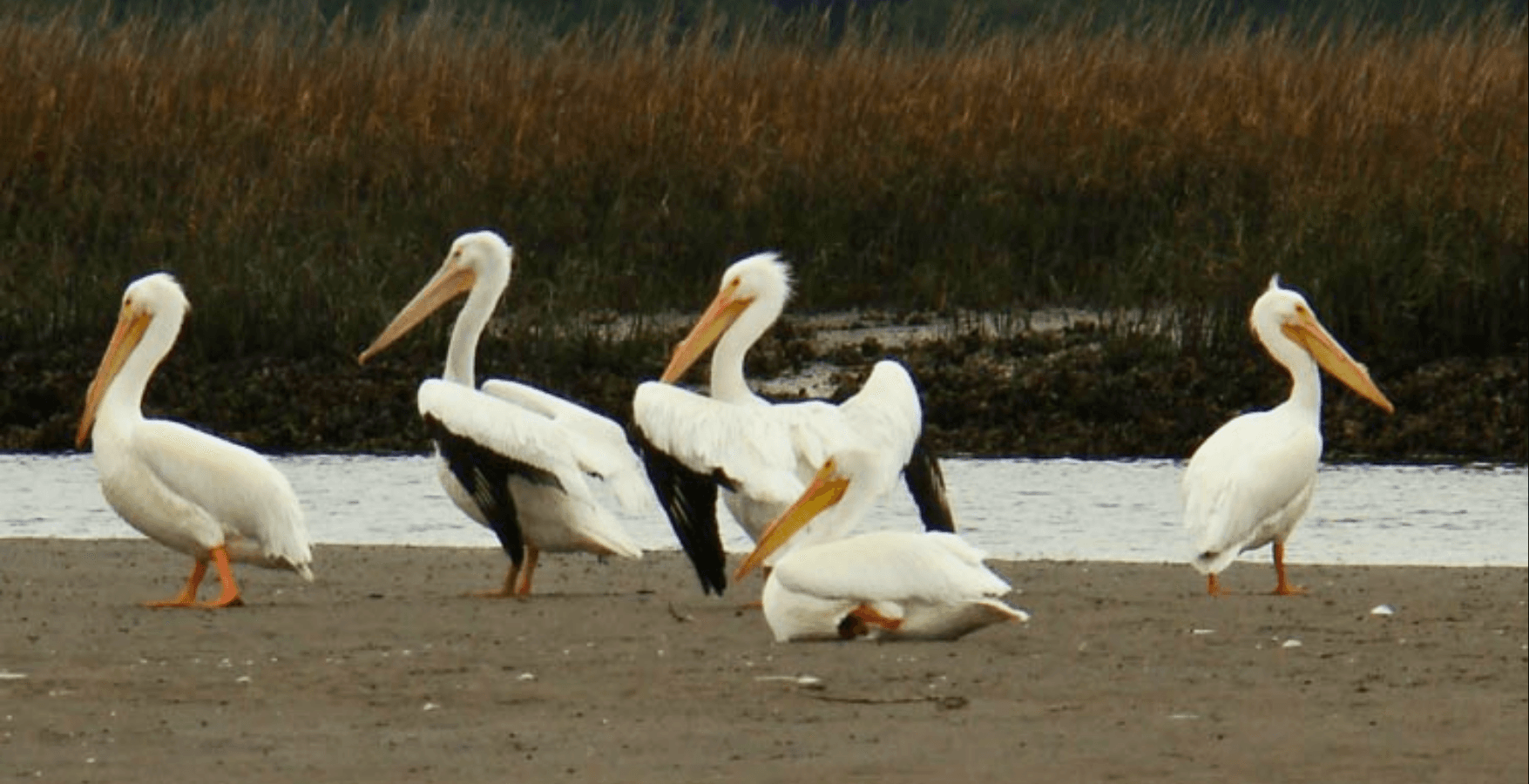 Guided Nature & Wildlife Private Tour | 2-Hours | Fernandina Beach, Florida