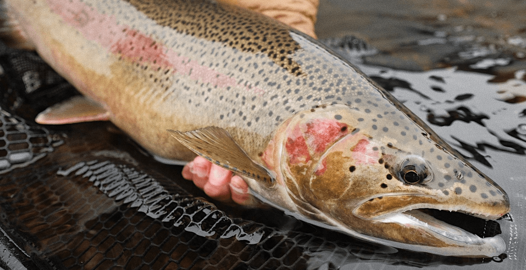 Full-Day Guided Fly Fishing Float | Sacramento, CA | Goodwater Fly Fishing