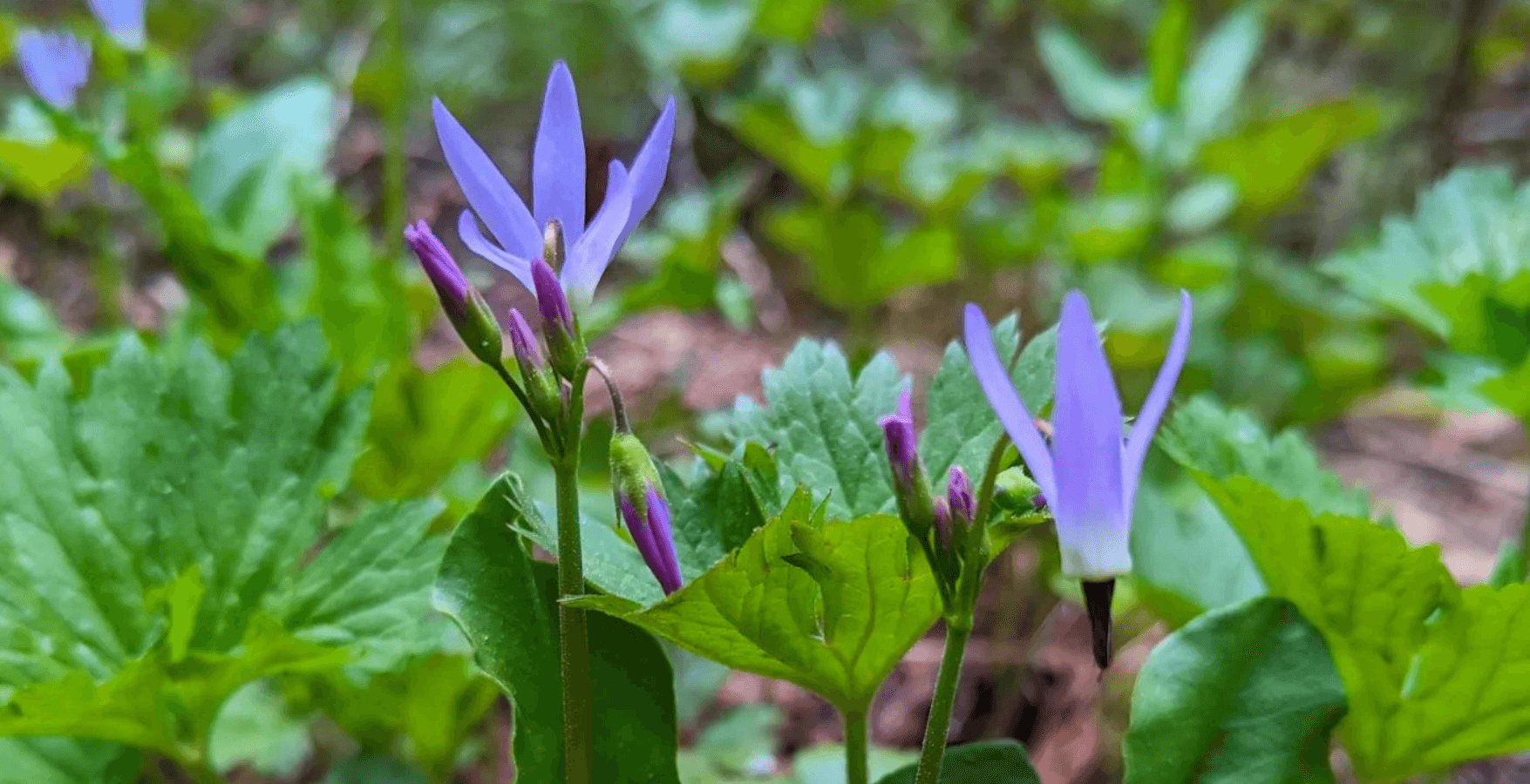 3-Hour Guided Wildflower Walk | Zootown Festival | Luke's Bitterroot Backpacking