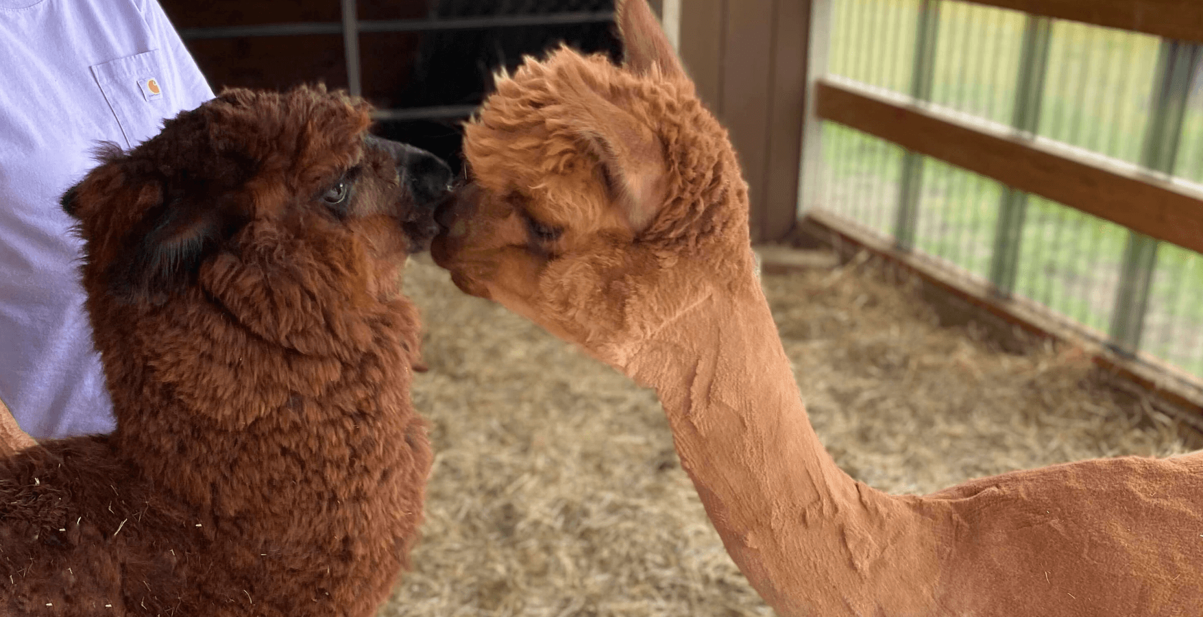 2-Hour Alpaca & Llama Educational Trip | Zootown Festival | Safe Haven Sanctuary