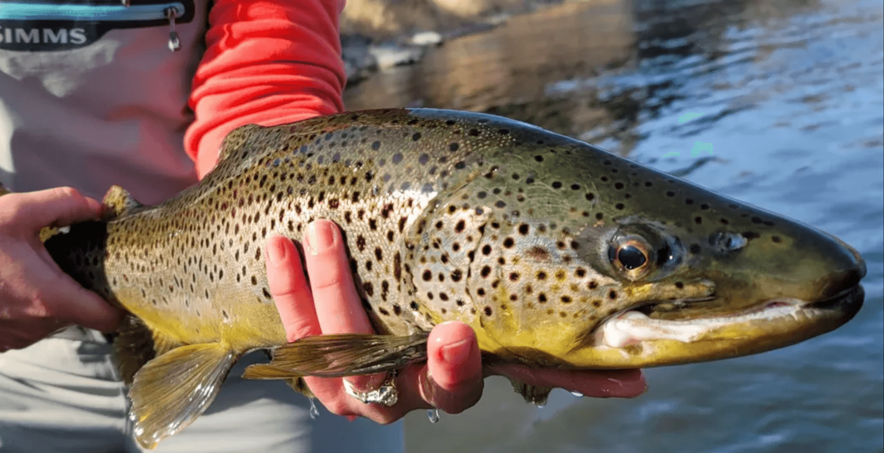 Half-Day Guided Fly Fishing Float | Missouri River | Bug Life