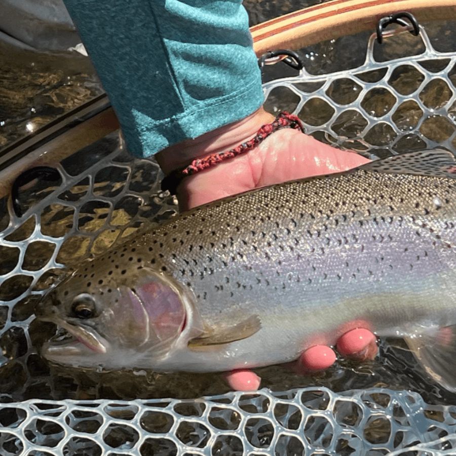 Guided Redband Trout Fly Fishing | Williamson River Full-Day | Ashland, Oregon